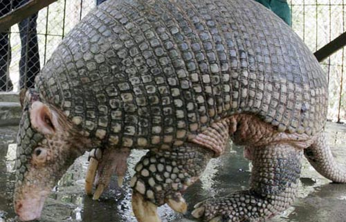 Fotos del Tatu Carreta